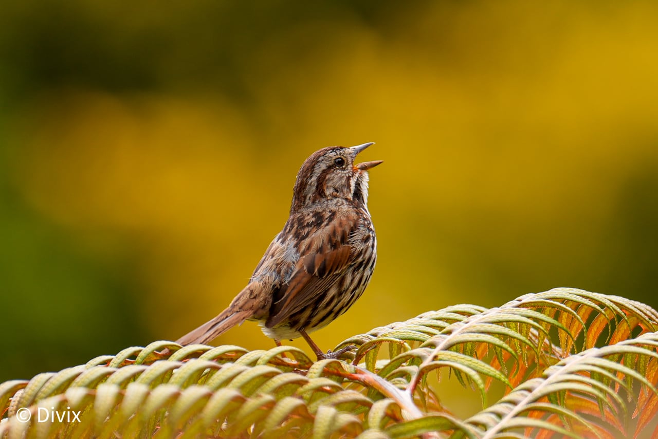 A Song Sparrow perched among golden fern fronds at San Francisco Botanical Garden