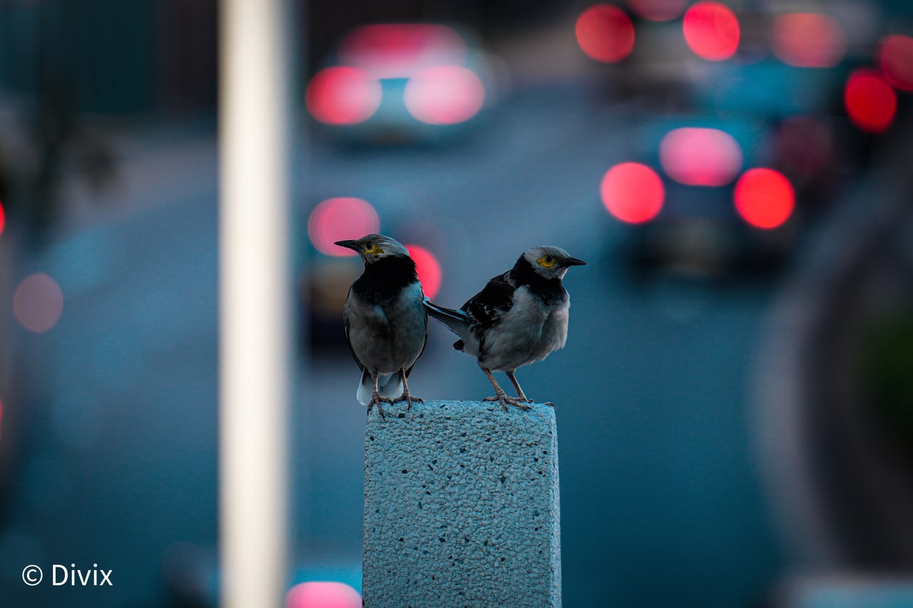 Two Black-collared Starlings perched above a city street at The Hong Kong Polytechnic University
