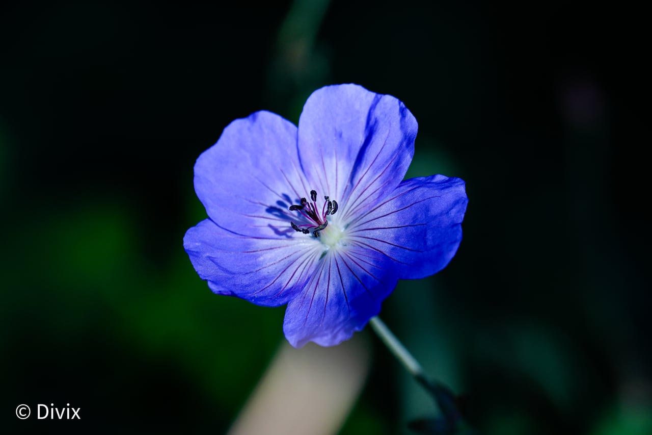 A blue flower against a dark green background