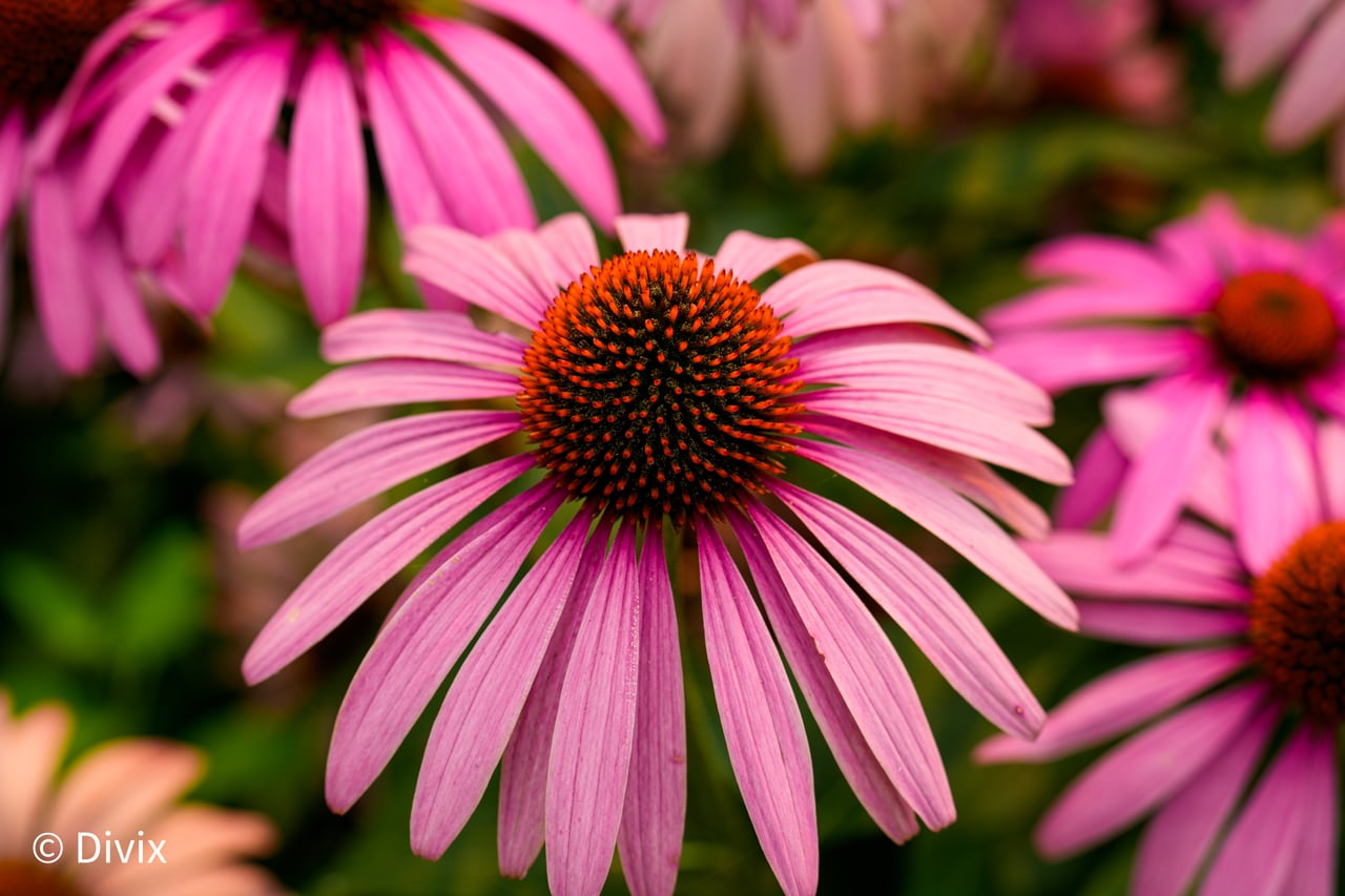 A pink coneflower in close detail