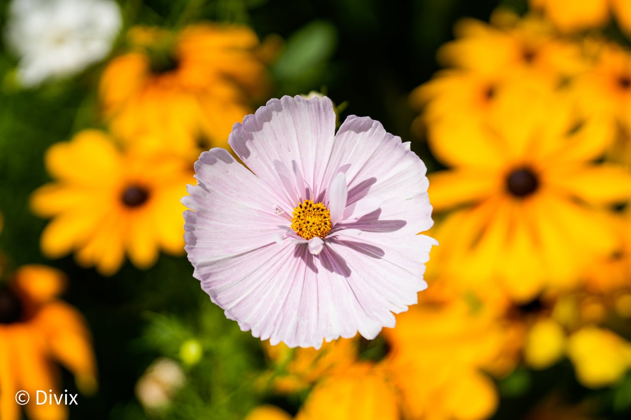 A pale cosmos flower framed by warm yellow flowers