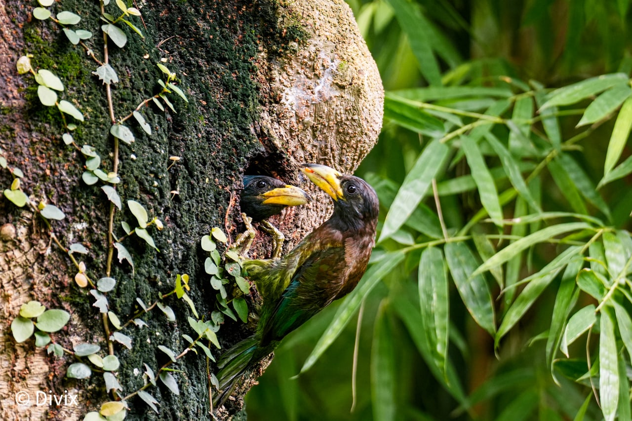 A Great Barbet feeding a chick at a nest cavity in South China Botanical Garden