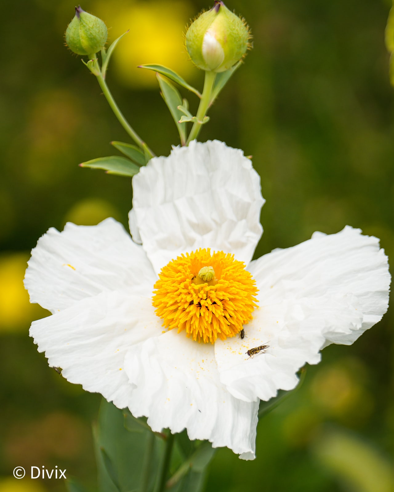 A white Coulter's Matilija poppy with a yellow center at VanDusen Botanical Garden