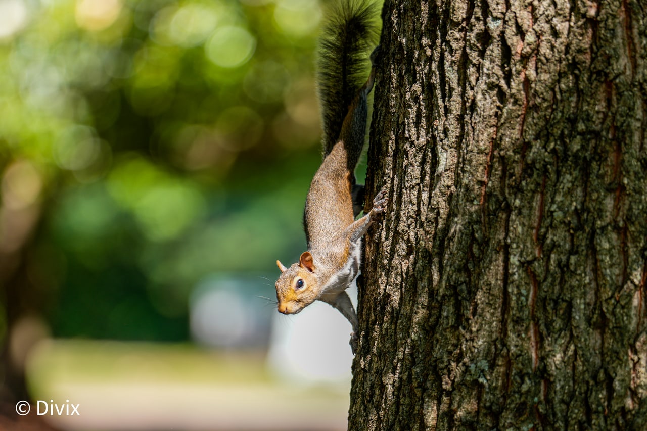 An Eastern Gray Squirrel descending a tree in Piedmont Park, Atlanta