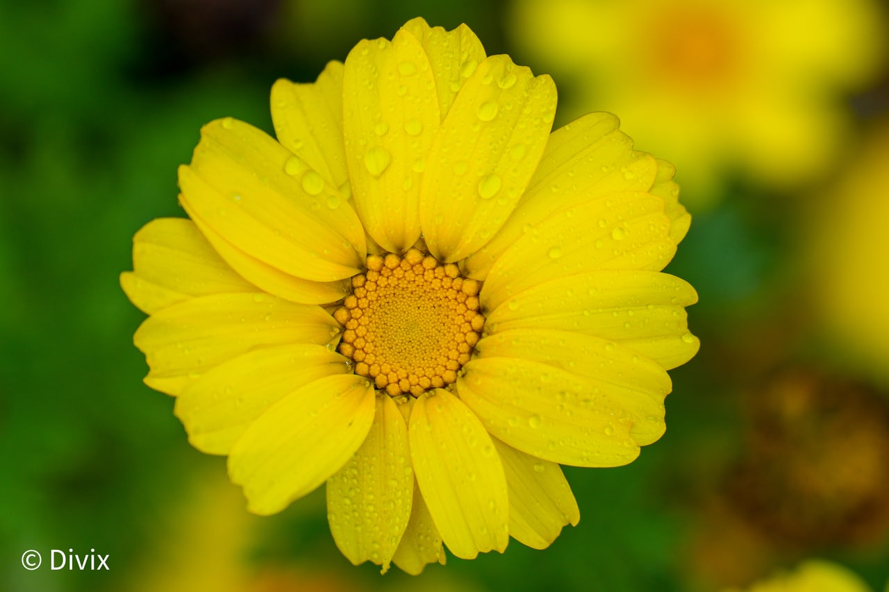 A yellow flower covered in fine raindrops
