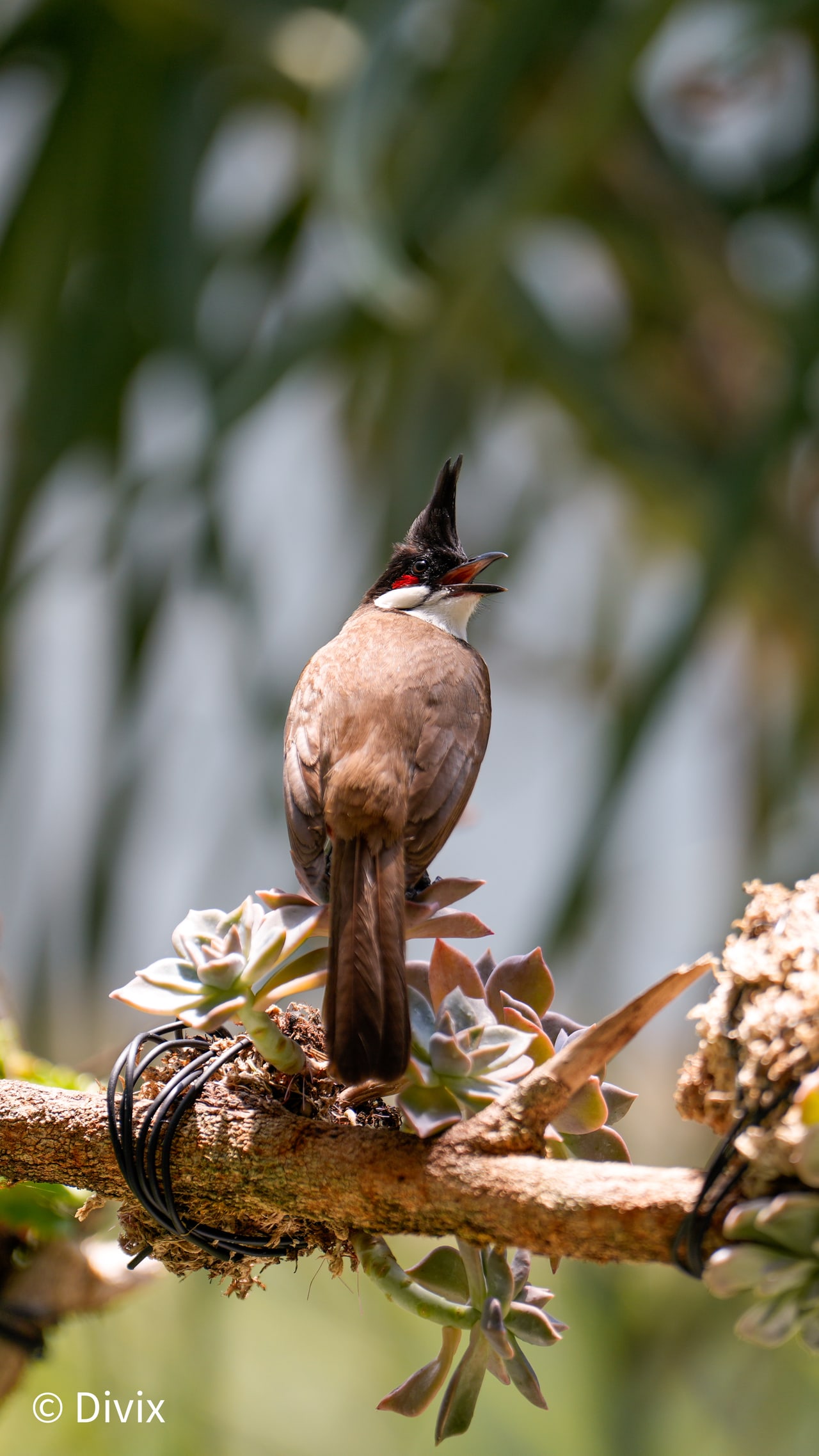 A Red-whiskered Bulbul perched on a succulent-covered branch at Fairy Lake Botanical Garden