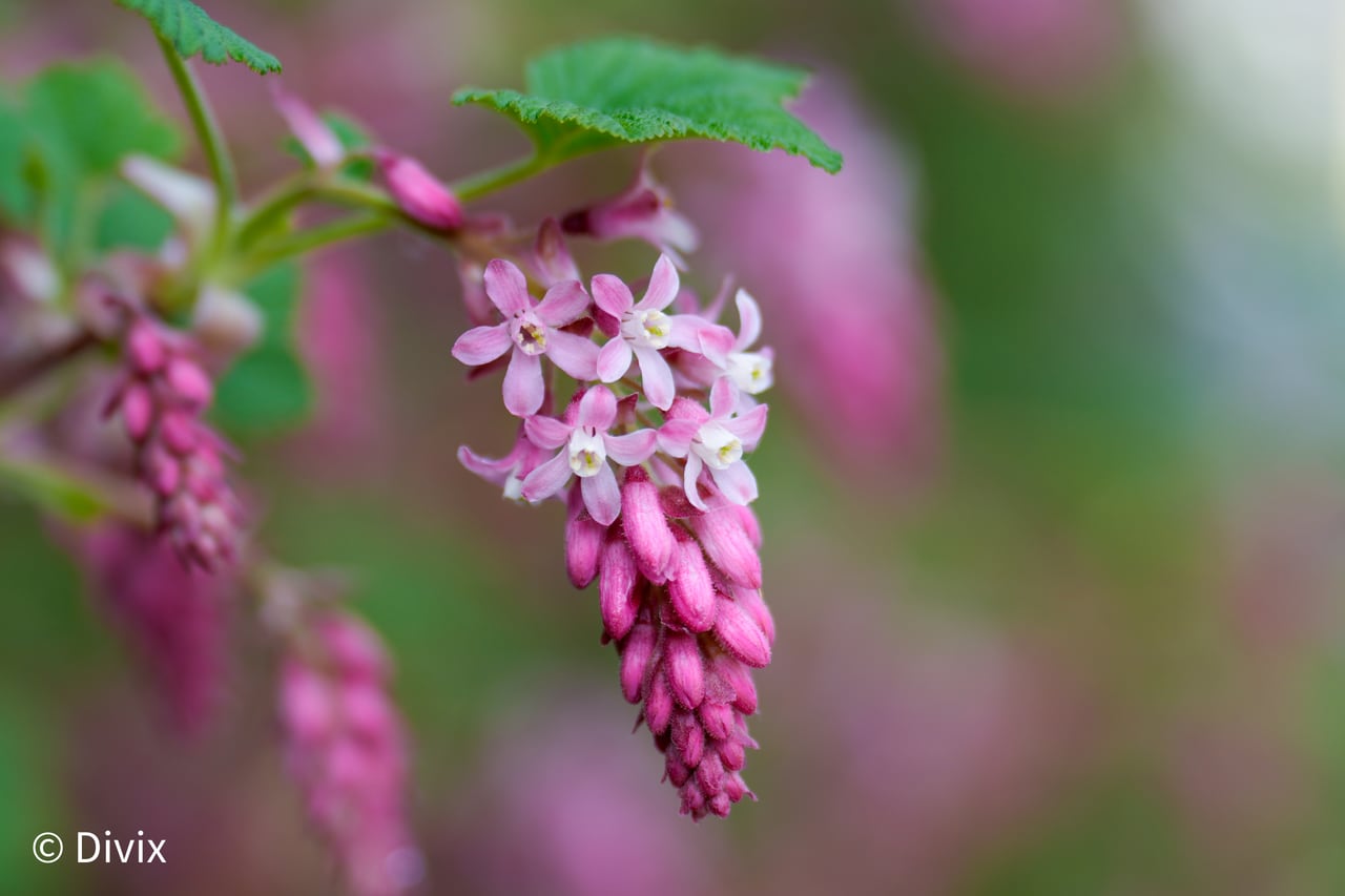 A cluster of small pink blossoms against a soft background