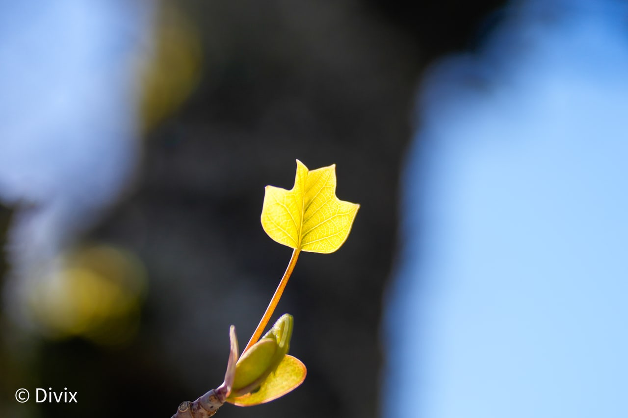 A backlit young tulip tree leaf at the University of British Columbia